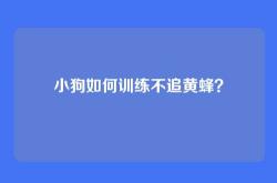 小狗如何训练不追黄蜂？