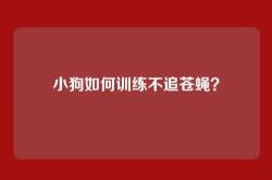 小狗如何训练不追苍蝇？