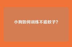 小狗如何训练不追蚊子？