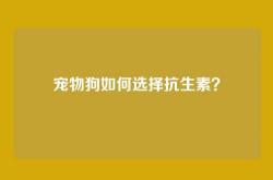 宠物狗如何选择抗生素？