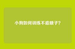 小狗如何训练不追蛾子？