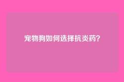 宠物狗如何选择抗炎药？