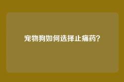 宠物狗如何选择止痛药？