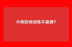 小狗如何训练不追蝉？