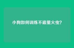 小狗如何训练不追萤火虫？