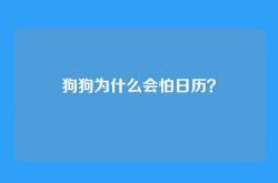 狗狗为什么会怕日历？