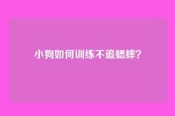 小狗如何训练不追蟋蟀？
