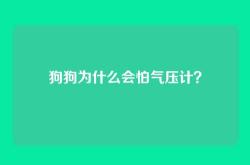 狗狗为什么会怕气压计？