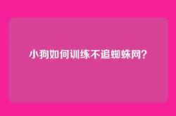 小狗如何训练不追蜘蛛网？