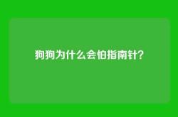 狗狗为什么会怕指南针？
