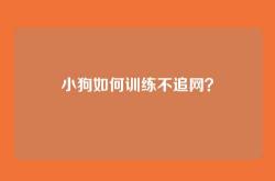 小狗如何训练不追网？