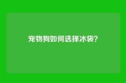 宠物狗如何选择冰袋？