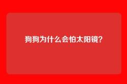 狗狗为什么会怕太阳镜？