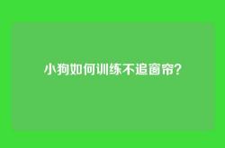 小狗如何训练不追窗帘？