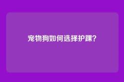 宠物狗如何选择护踝？
