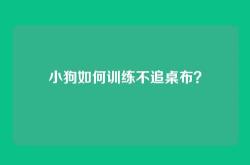 小狗如何训练不追桌布？