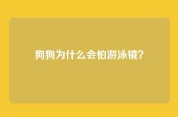 狗狗为什么会怕游泳镜？