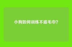 小狗如何训练不追毛巾？