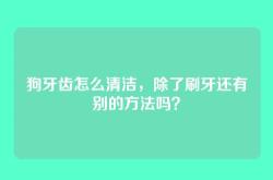 狗牙齿怎么清洁，除了刷牙还有别的方法吗？