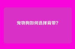宠物狗如何选择背带？