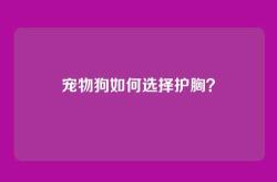 宠物狗如何选择护胸？