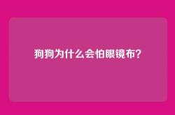狗狗为什么会怕眼镜布？