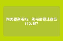 狗需要剃毛吗，剃毛后要注意些什么呢？