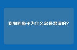 狗狗的鼻子为什么总是湿湿的？