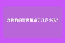 宠物狗的智商相当于几岁小孩？