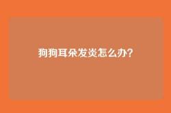 狗狗耳朵发炎怎么办？