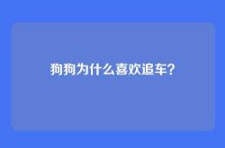 狗狗为什么喜欢追车？