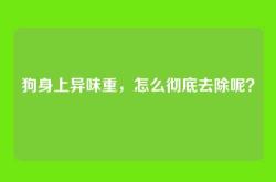 狗身上异味重，怎么彻底去除呢？