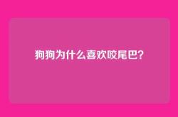 狗狗为什么喜欢咬尾巴？