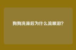狗狗洗澡后为什么流眼泪？