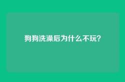 狗狗洗澡后为什么不玩？