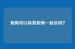 狗狗可以和其他狗一起玩吗？