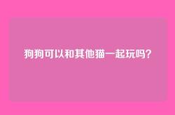狗狗可以和其他猫一起玩吗？
