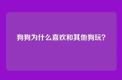 狗狗为什么喜欢和其他狗玩？