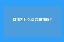 狗狗为什么喜欢和猫玩？