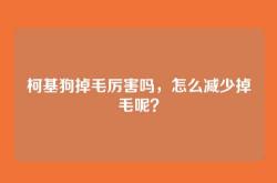 柯基狗掉毛厉害吗，怎么减少掉毛呢？