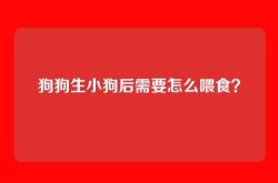 狗狗生小狗后需要怎么喂食？