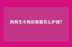 狗狗生小狗后需要怎么护理？