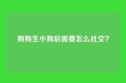 狗狗生小狗后需要怎么社交？