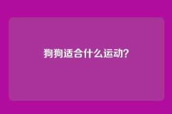 狗狗适合什么运动？