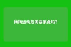 狗狗运动后需要喂食吗？