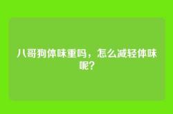 八哥狗体味重吗，怎么减轻体味呢？