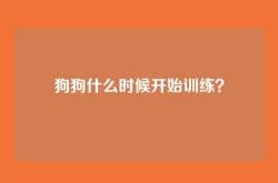 狗狗什么时候开始训练？