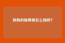 狗狗的肠胃病怎么预防？