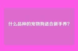什么品种的宠物狗适合新手养？
