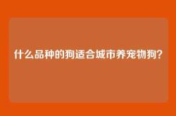 什么品种的狗适合城市养宠物狗？